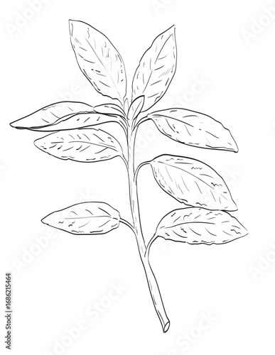 Drawing sketch style illustration of Salvia officinalis, common sage or sage of the mint family Lamiaceae  used as spice herb done in black and white line art on isolated white background.