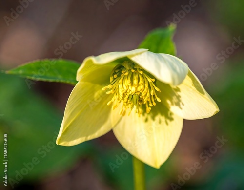 Close-up of pale yellow flower