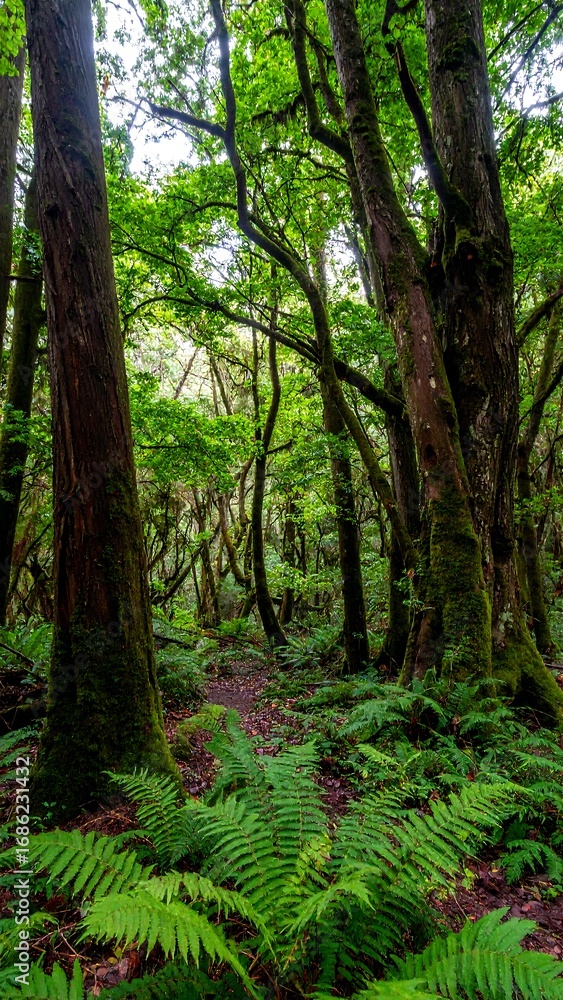 Fototapeta premium Lush green forest path