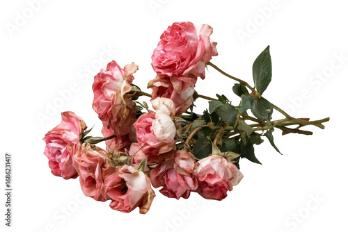 Faded pink roses