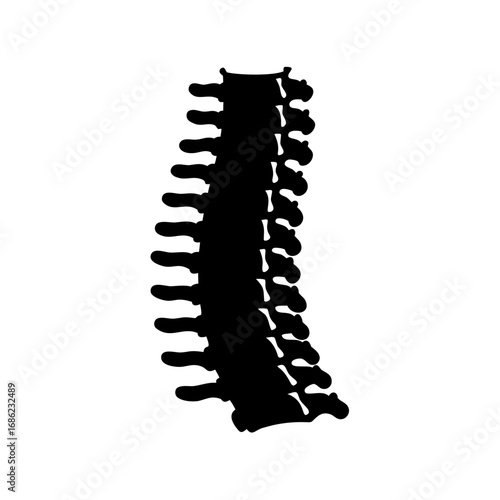 Silhouette of the Human Spine, Showing Vertebrae and Intervertebral Discs