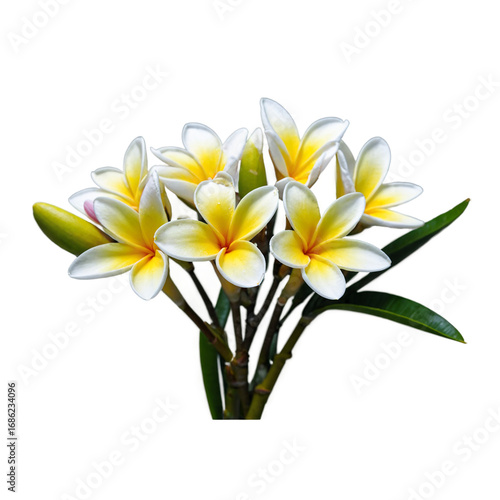 Frangipani Flower – Botanical Theme, Transparent Background, PNG Photo for Creative Artwork and Collage