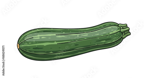 Fresh Green Zucchini Vegetable Isolated on White Background.