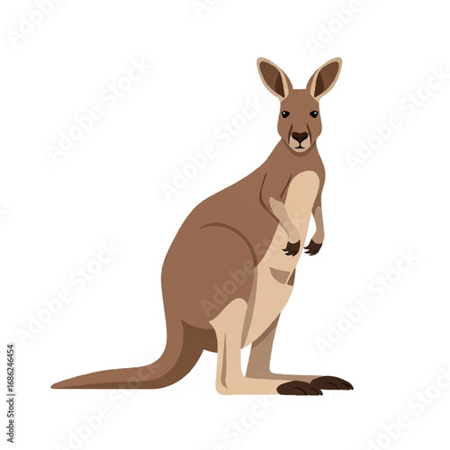 Kangaroo standing on white background.