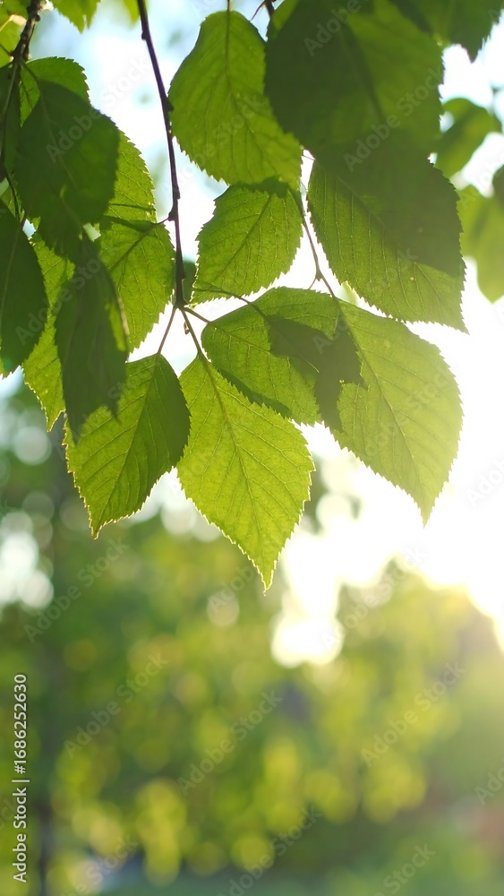 Fototapeta premium Lush green leaves bathed in sunlight