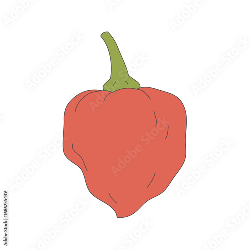 Carolina reaper illustration. Line illustration. Vegetable illustration. Chili pepper.