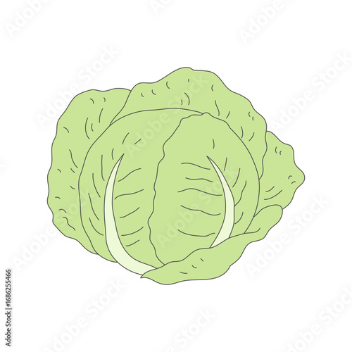 Cabbage illustration. Line illustration. Vegetable illustration. 