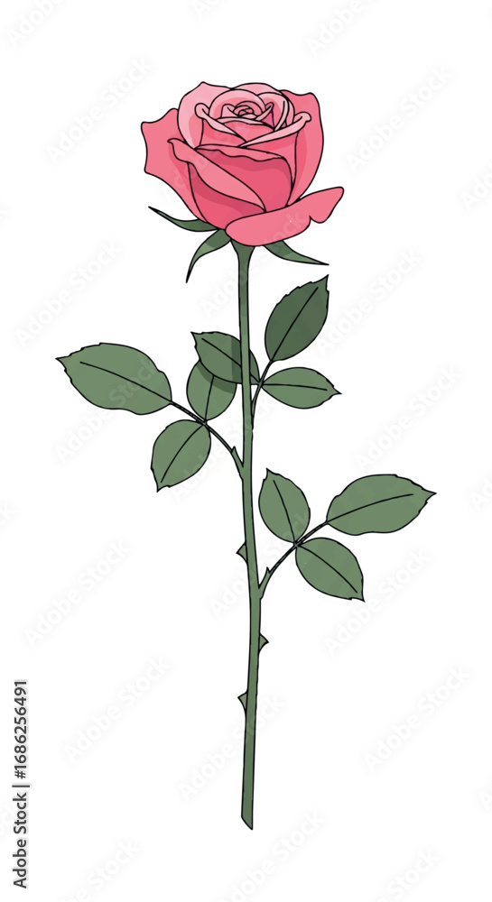 Fototapeta premium Single Pink Rose with Green Leaves and Stem.