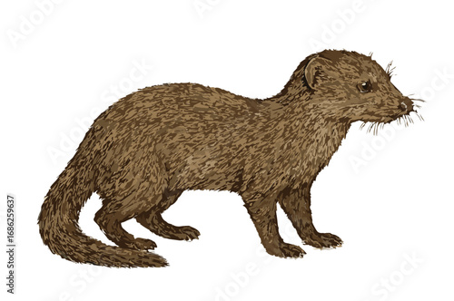 Herpestes brachyurus