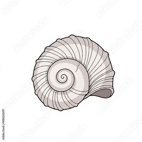 White spiral seashell isolated on white background.