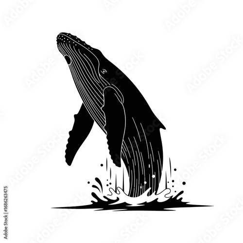 Humpback whale breaching silhouette isolated on white background