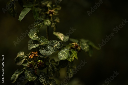 green leaves on a branch