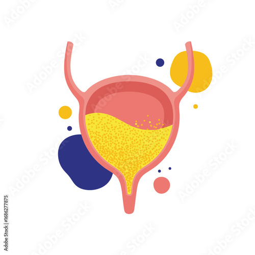 Medical illustration of a healthy bladder, perfect for healthcare, education, and medical design