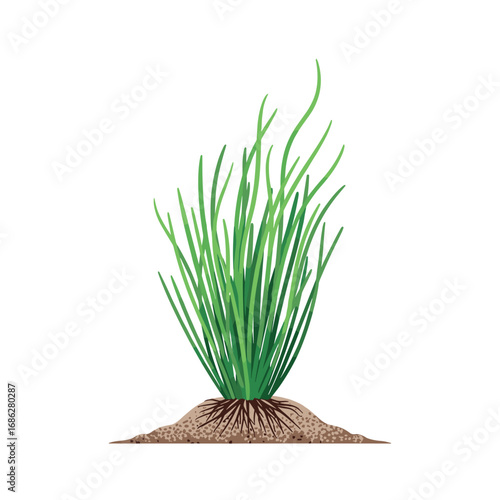 Fresh green chives growing in soil, perfect for culinary designs and healthy eating concepts