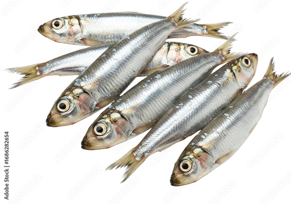 Fototapeta premium Silver fish group close up transparent background seafood food ingredient