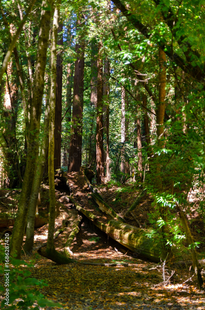 Fototapeta premium Henry Cowell Redwoods State Park