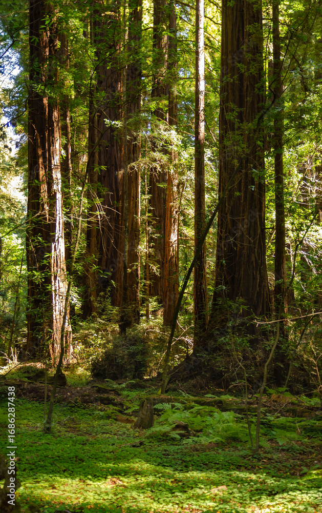 Fototapeta premium Henry Cowell Redwoods State Park