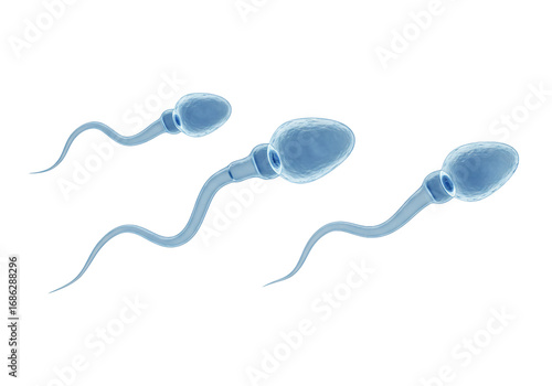 Three sperm cells human biology medical science transparent background 3 d render