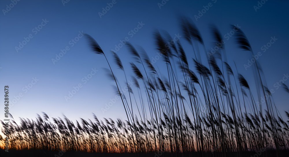 Obraz premium Tall grass sways gently in the evening breeze along the shoreline at dusk, creating a peaceful and serene scene with a calming atmosphere.