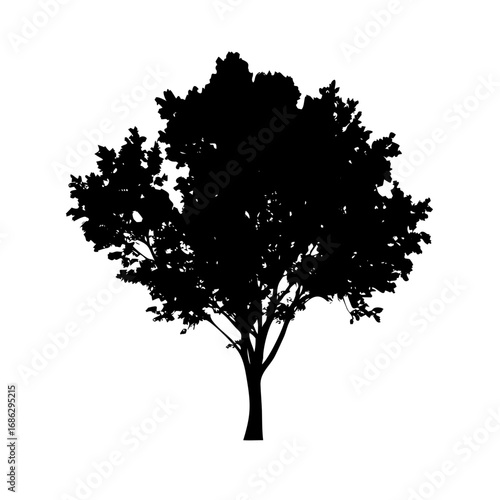 Silhouette of the tree: The stark silhouette of a solitary tree, its branches reaching skyward in an evocative display of nature's resilience, embodies strength and peace. 