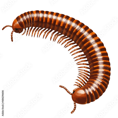 Detailed watercolor vector illustration of a Giant African Millipede. This realistic invertebrate creature is shown isolated on a white background