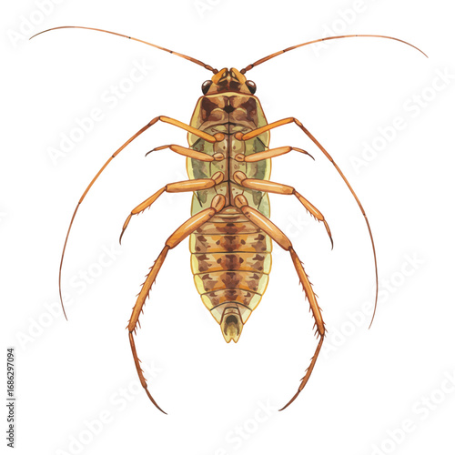 Detailed watercolor illustration of an insect's underside, a biological study showing the intricate anatomy of its abdomen, legs, and antennae