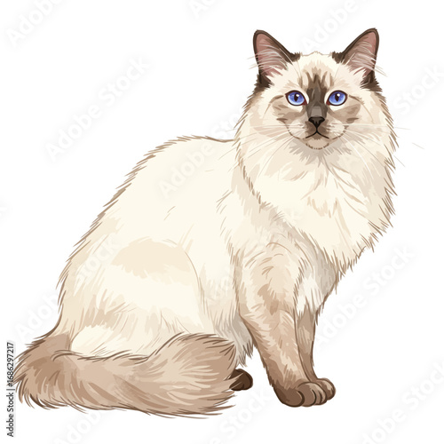 Watercolor vector illustration of a beautiful fluffy Ragdoll cat with blue eyes sitting, isolated on a solid white background