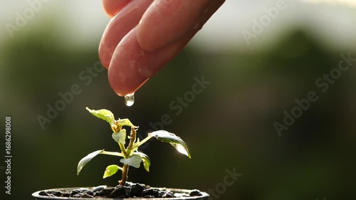Growth concept with hand watering small seedling, symbolizing nurture, sustainability, natural balance, ecology, and environmental care for future development and green living.