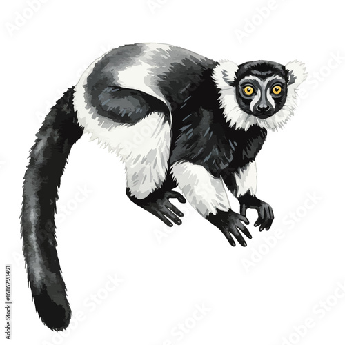 Realistic watercolor vector drawing of a beautiful Black and white ruffed lemur, a critically endangered primate from Madagascar, isolated
