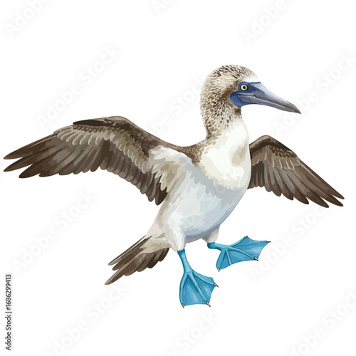 A detailed watercolor vector illustration of an exotic Blue-footed Booby seabird with its wings spread, isolated on a white background