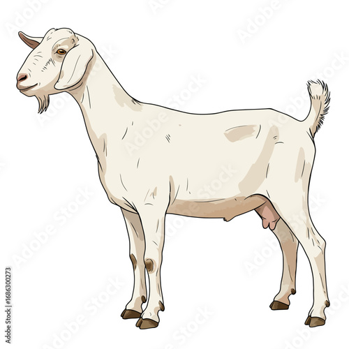 A beautifully detailed vector illustration of a white Saanen dairy goat. This full-body portrait shows the doe in a classic side profile, isolated on a clean white background