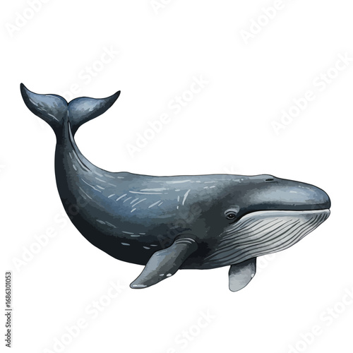 A beautifully rendered watercolor vector illustration of a majestic blue whale, isolated on a solid white background for design