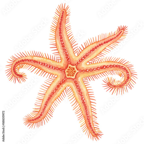 A delicate watercolor vector illustration of a spiny brittle star, an echinoderm marine animal isolated on a white background