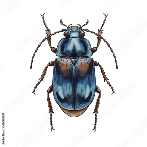 A detailed watercolor vector illustration of a Nicrophorus burying beetle. This beautiful blue insect is shown in a dorsal view isolated on a white background
