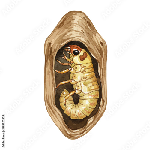 Detailed watercolor illustration of a large beetle grub inside its pupal cell, an entomological study of insect metamorphosis isolated on white