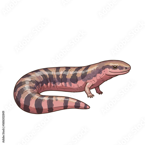 Detailed vector art of a tiger salamander, showcasing its vibrant pink and brown striped pattern. An isolated amphibian illustration