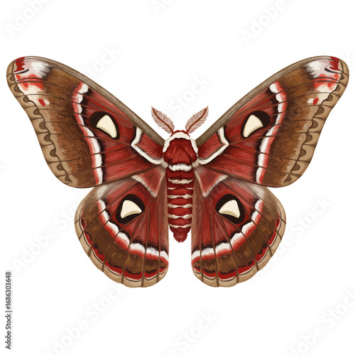Detailed watercolor vector illustration of a North American Cecropia moth, Hyalophora cecropia, with intricate wing patterns isolated on a white background