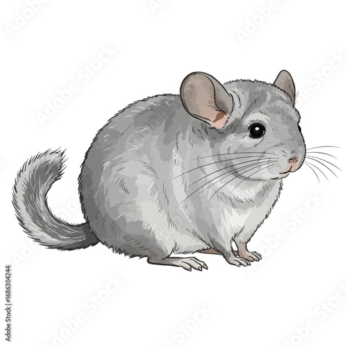 Detailed vector illustration of a cute gray chinchilla sitting on a white background. Realistic watercolor style drawing of a small fluffy rodent