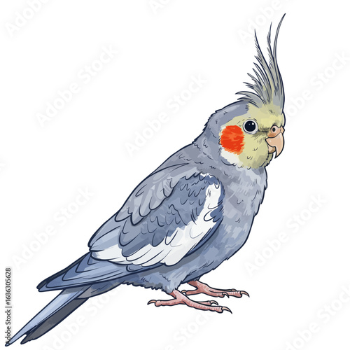 Charming watercolor vector illustration of a grey cockatiel parrot with a yellow head and crest, isolated on a white background