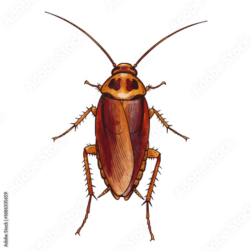Detailed watercolor vector illustration of an American cockroach, a common household pest. Top-down view of the insect with intricate details on a clean white background