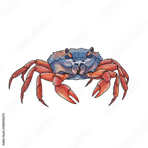 A beautifully detailed watercolor vector illustration of a vibrant red and blue coastal crab, isolated on a white background for marine life or seafood concepts