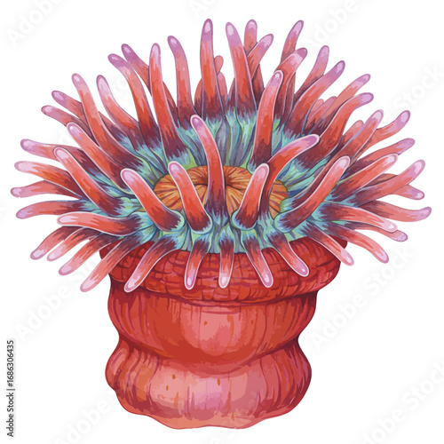 Vibrant watercolor illustration of a detailed red sea anemone with colorful pink and blue tentacles, isolated on a white background vector art