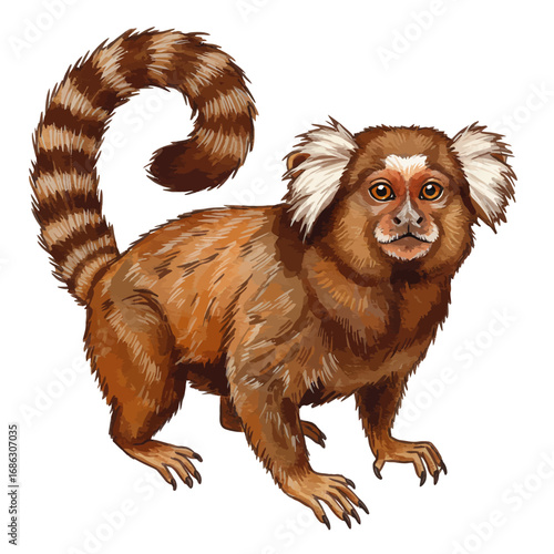 Vector illustration of a cute common marmoset monkey, a small primate with distinctive white ear tufts, isolated on a solid white background