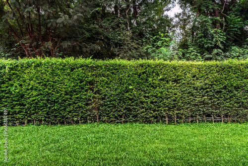Green wall or plant fence for backdrop and texture. Green wall or hedgerow for background. Ligustrum Ovalifolium hedge. Natural wall by Ficus altissima tree. Beautiful exterior decoration in garden.