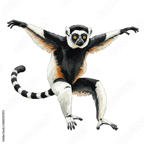 A detailed watercolor vector illustration of a Coquerel's sifaka lemur in a dynamic dancing pose, isolated on a white background