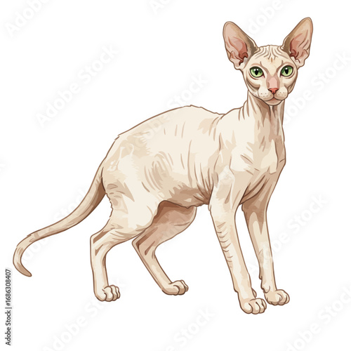 Elegant Sphynx cat with green eyes in a standing pose. Detailed vector art with a soft watercolor effect, isolated full body portrait