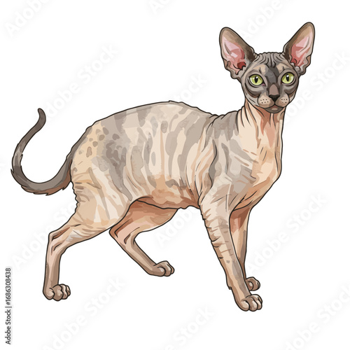 Vector watercolor illustration of a standing Sphynx cat. Detailed hairless feline with green eyes isolated on a white background