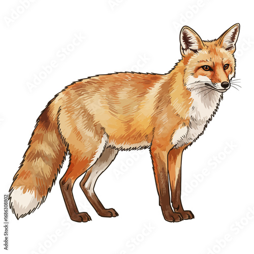 Detailed watercolor vector illustration of a wild red fox standing in a full body profile, isolated on a solid white background