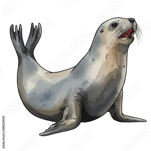 Detailed watercolor vector illustration of a playful sea lion sitting upright. An artistic marine animal drawing isolated on a solid white background