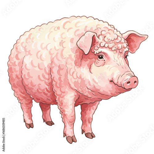 Detailed watercolor vector illustration of a cute pink Mangalica pig with a curly woolly coat, standing isolated on a white background
